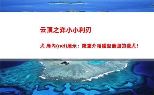 云頂之弈小小利刃犬 局內(nèi)展示：隆重介紹體型最圓的獵犬！