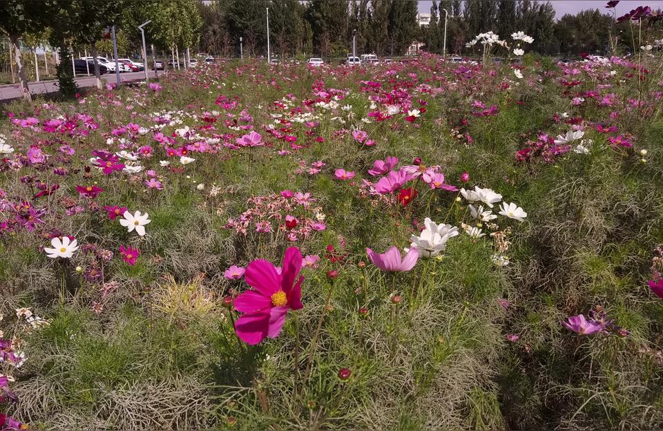伊犁師范學院校園網-伊犁師范大學有沒有心理學專業插圖