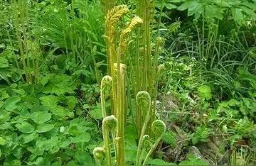 022年蕨菜市場價格-紅毛蕨菜可以吃嗎"