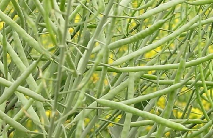 022菜籽最新價格分析-種植冬小麥和油菜籽相比較"