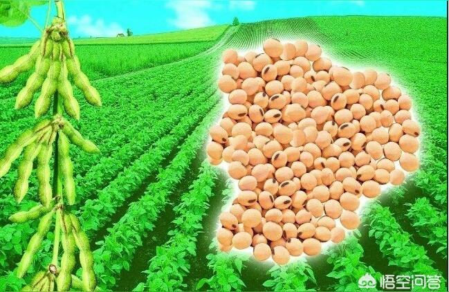 022年黑龍江省大豆價(jià)格-大豆期貨價(jià)格與農(nóng)民種出來的實(shí)際價(jià)格"