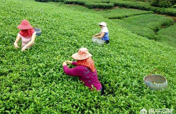022年白毫銀針茶青價(jià)格-如何看今年福鼎白茶茶青價(jià)格"