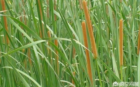 2022年蒲菜市場價格-2022年2月甘藍價格