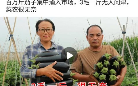 2022年茄子市場價格-茄子什么季節的茄子最貴