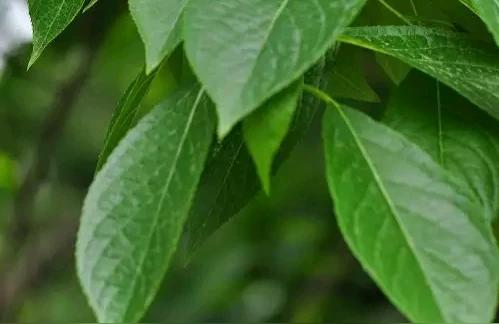 022年杜仲樹苗價格-種植杜仲的市場前景如何"