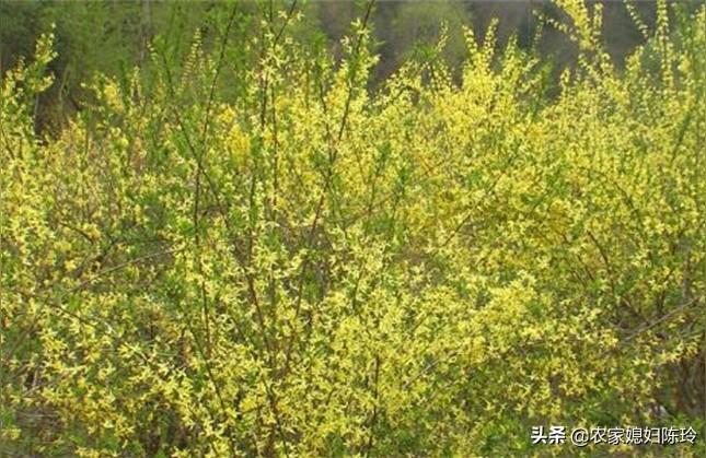 022年連翹價(jià)格-中藥連翹市場(chǎng)價(jià)多少錢一公斤"