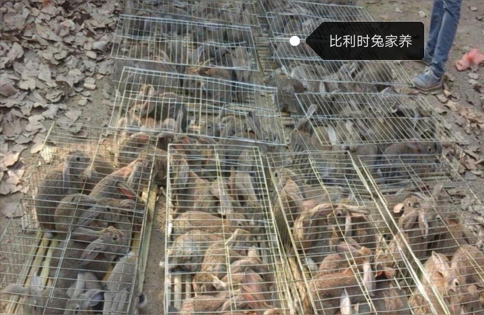 022年種兔價格-種兔多少錢一對"